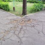 The roots of the tree are breaking up the asphalt.