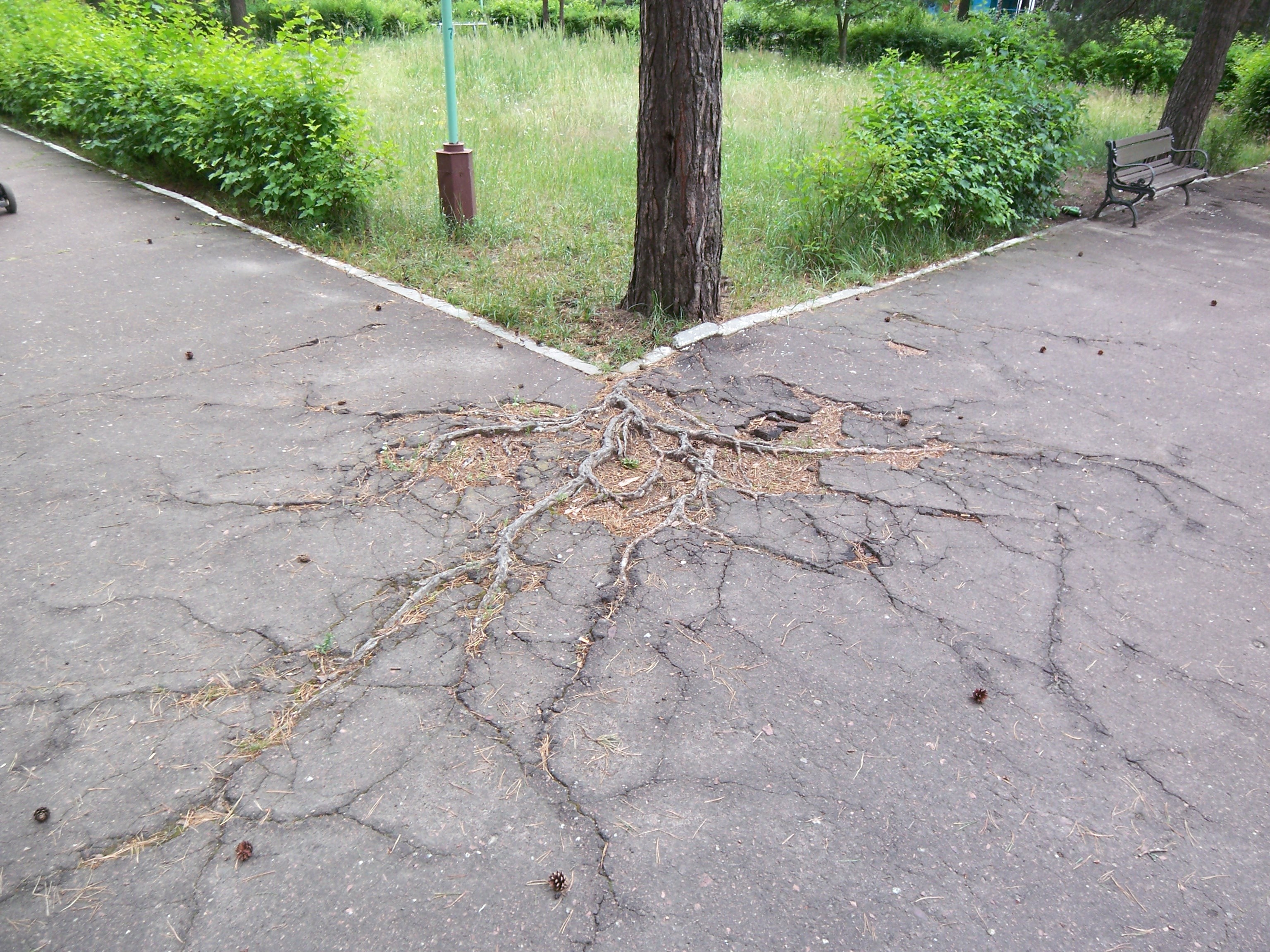 The roots of the tree are breaking up the asphalt.